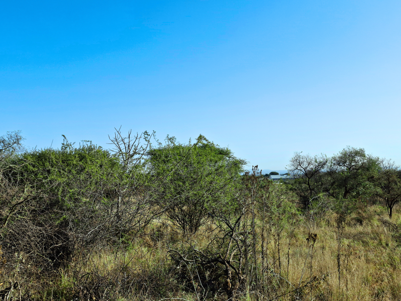 A view of the undeveloped commercial land featuring natural scrubland and native vegetation under a clear blue sky.