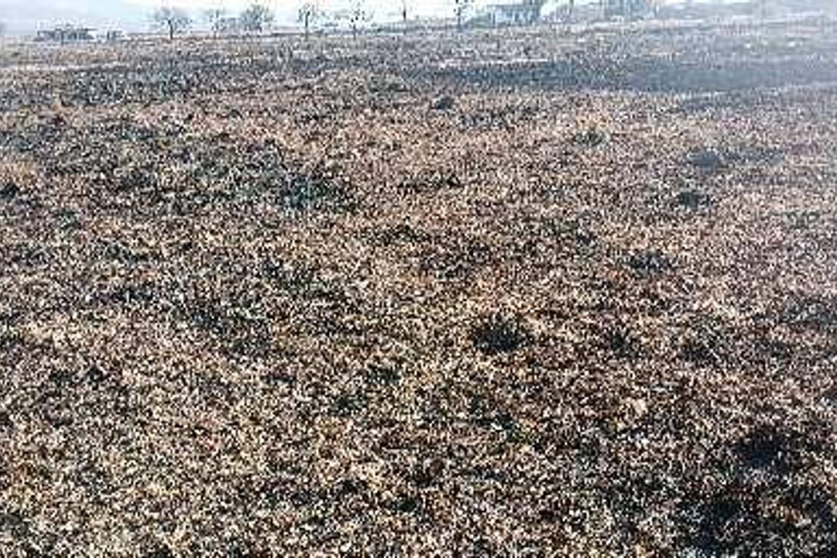 A wide view of a vacant commercial land plot showing signs of recent fire damage across the terrain.