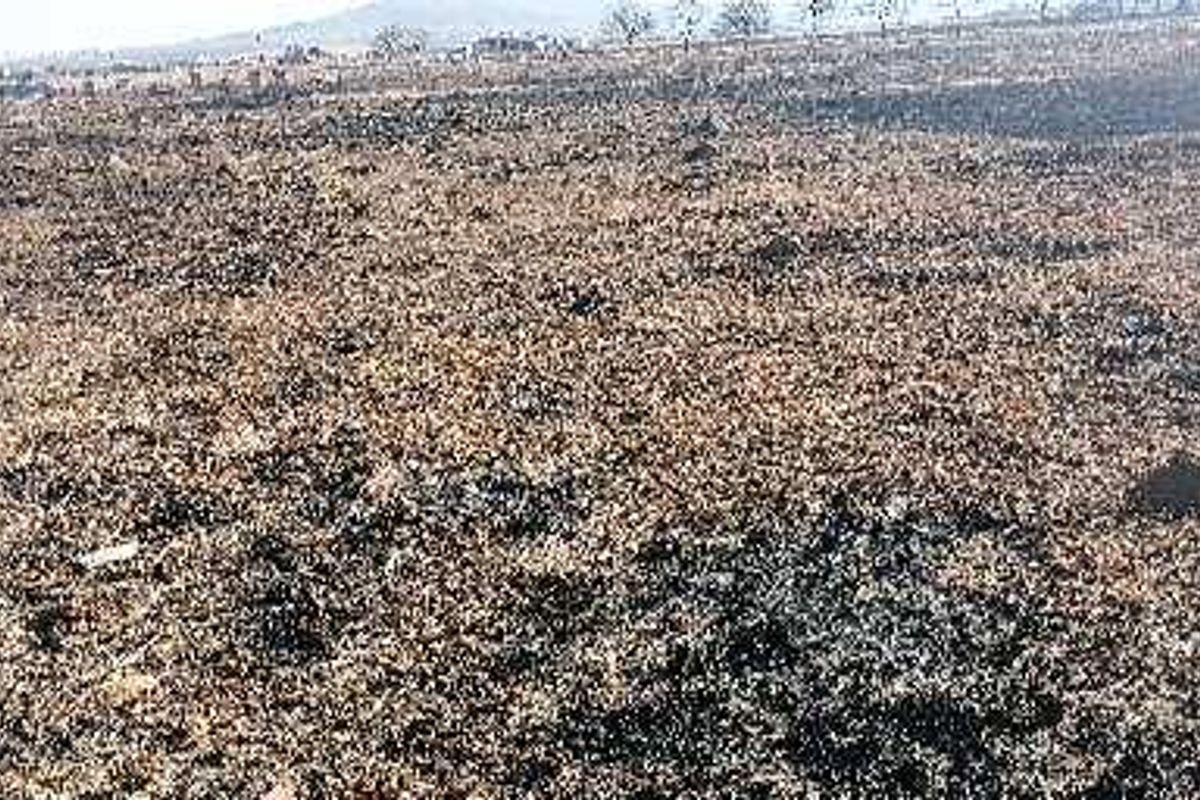 A wide-angle view of a vacant commercial land plot featuring dry, scorched vegetation across the terrain.