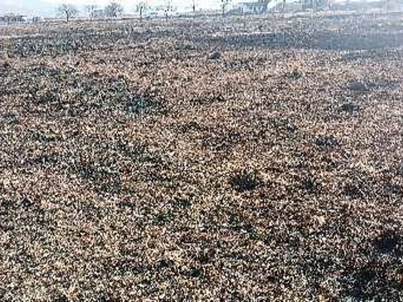 A wide view of a vacant commercial land plot showing signs of recent fire damage across the terrain.