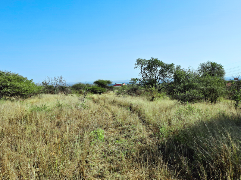 A view of the vacant commercial land featuring natural grassland and scattered indigenous trees under a clear blue sky.