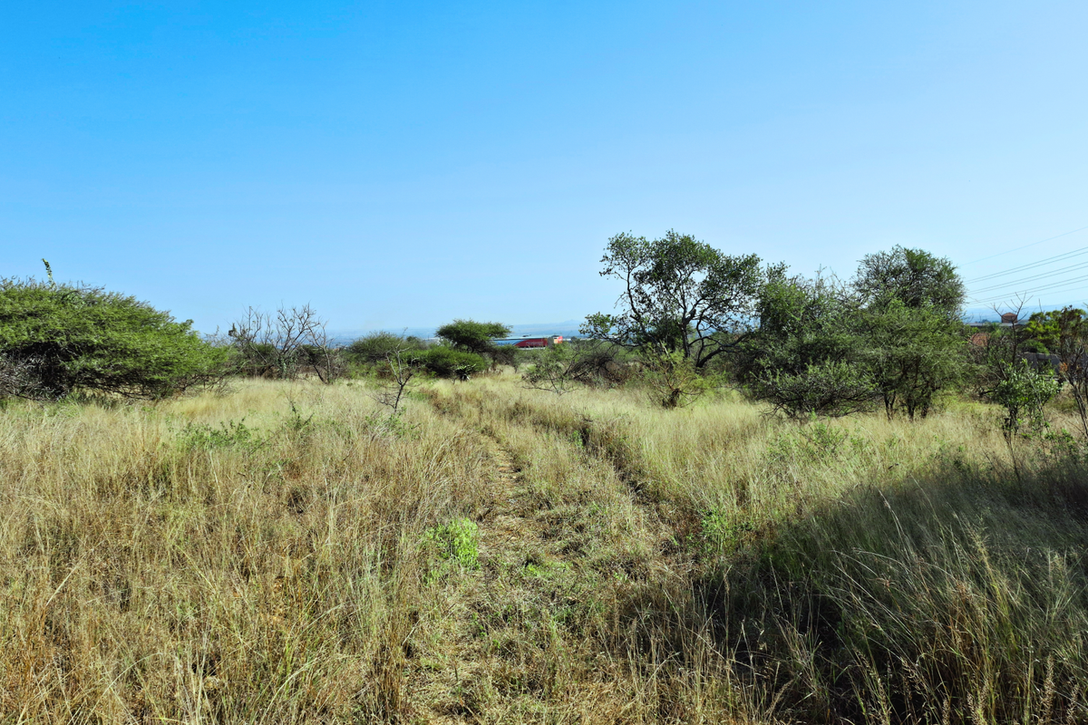 A view of the vacant commercial land featuring natural grassland and scattered indigenous trees under a clear blue sky.