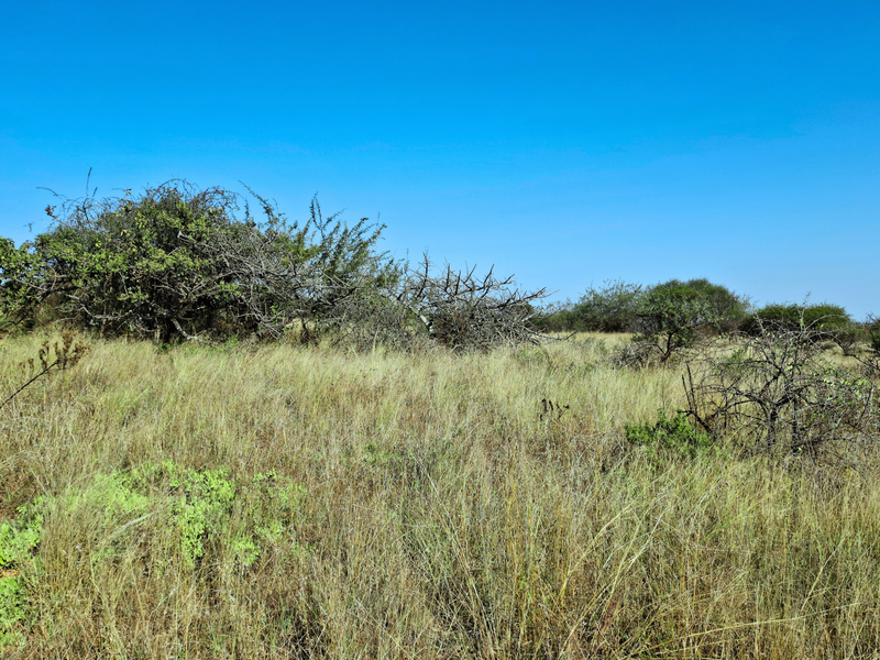An open view of undeveloped vacant land featuring natural grass and native shrubbery under a clear blue sky.