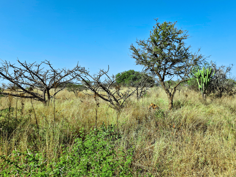 A view of the vacant commercial land featuring natural vegetation, dry grasses, and scattered indigenous trees under a clear blue sky.
