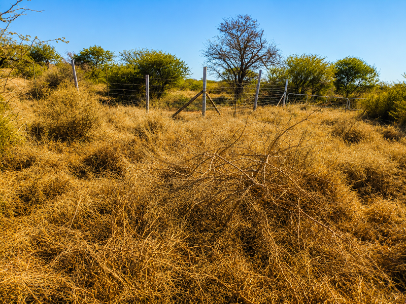 A view of the farm landscape featuring dry vegetation and perimeter wire fencing with wooden and metal posts.