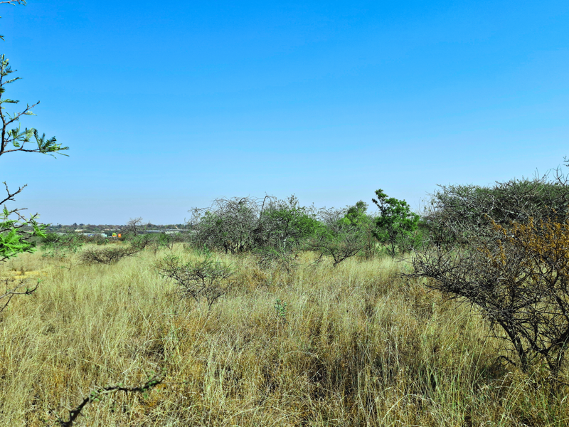 A view of undeveloped commercial vacant land featuring natural grass and scattered indigenous shrubs under a clear blue sky.