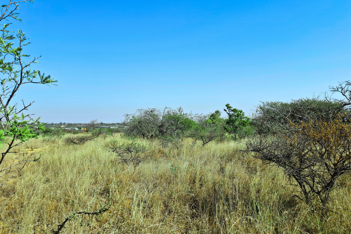 A view of undeveloped commercial vacant land featuring natural grass and scattered indigenous shrubs under a clear blue sky.