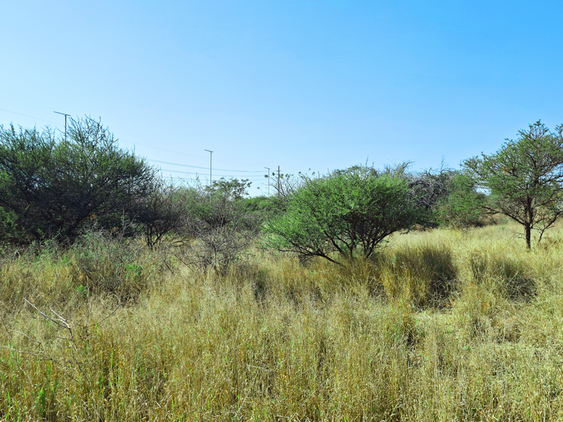 A view of the vacant commercial land featuring natural grassland and scattered native trees under a clear sky.