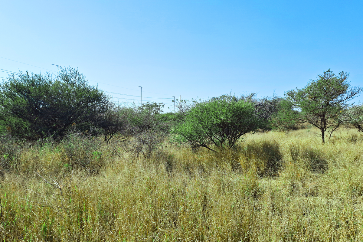 A view of the vacant commercial land featuring natural grassland and scattered native trees under a clear sky.
