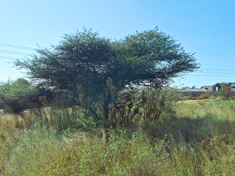 A view of the vacant commercial land featuring natural vegetation, dry grass, and overhead utility infrastructure.