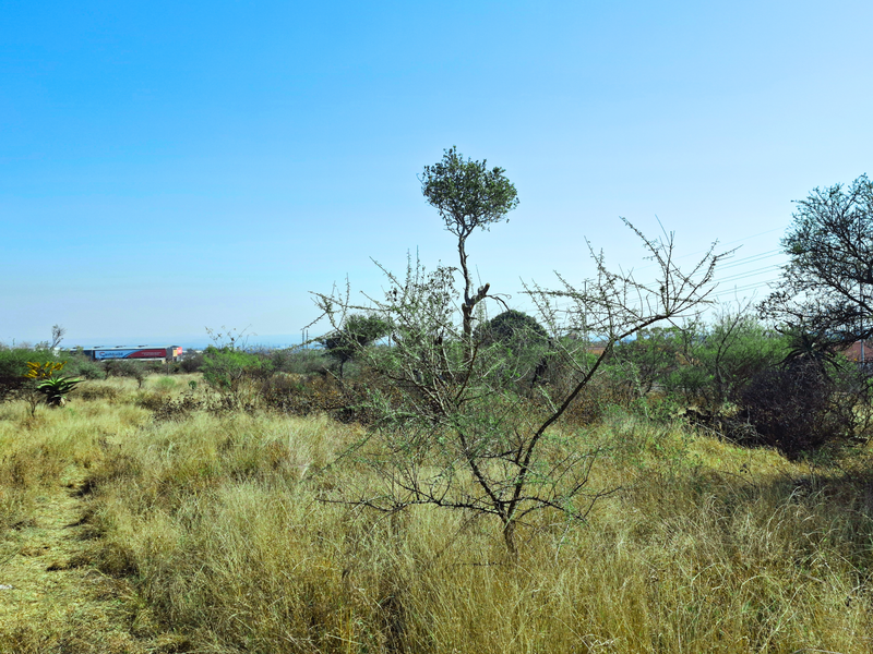 A view of an undeveloped commercial vacant land plot featuring natural grass and indigenous trees under a clear blue sky.