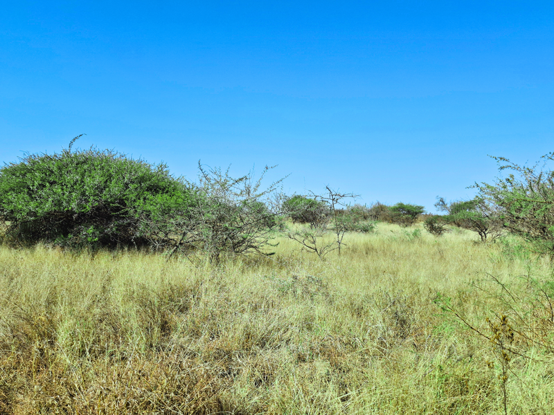 A view of undeveloped vacant commercial land featuring natural dry grass and native shrubbery under a clear blue sky.