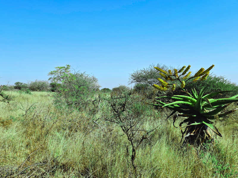 A view of undeveloped commercial land featuring natural indigenous vegetation and native aloe plants under a clear blue sky.