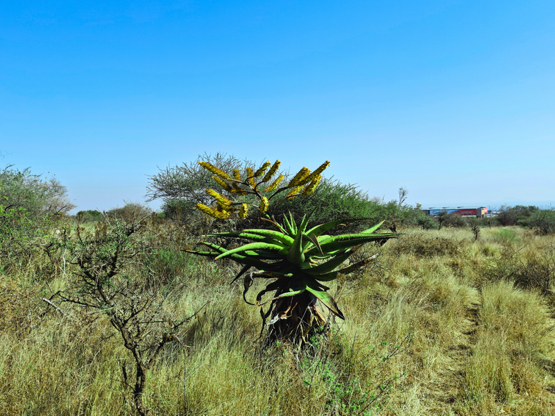 A view of the vacant commercial land featuring native vegetation and open space under a clear blue sky.