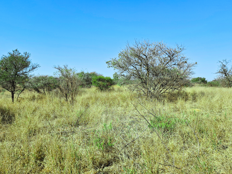 A view of the undeveloped commercial land featuring natural grassland and scattered native trees under a clear blue sky.