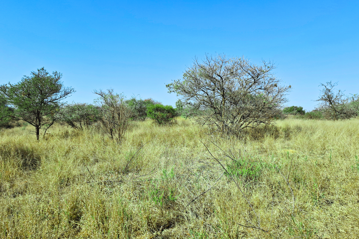 A view of the undeveloped commercial land featuring natural grassland and scattered native trees under a clear blue sky.