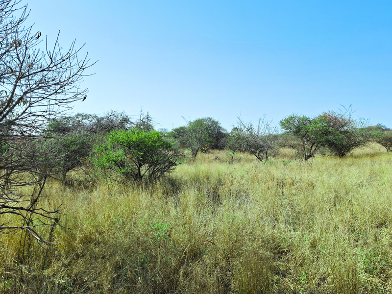 A view of the vacant commercial land featuring natural grassland and scattered native trees under a clear blue sky.