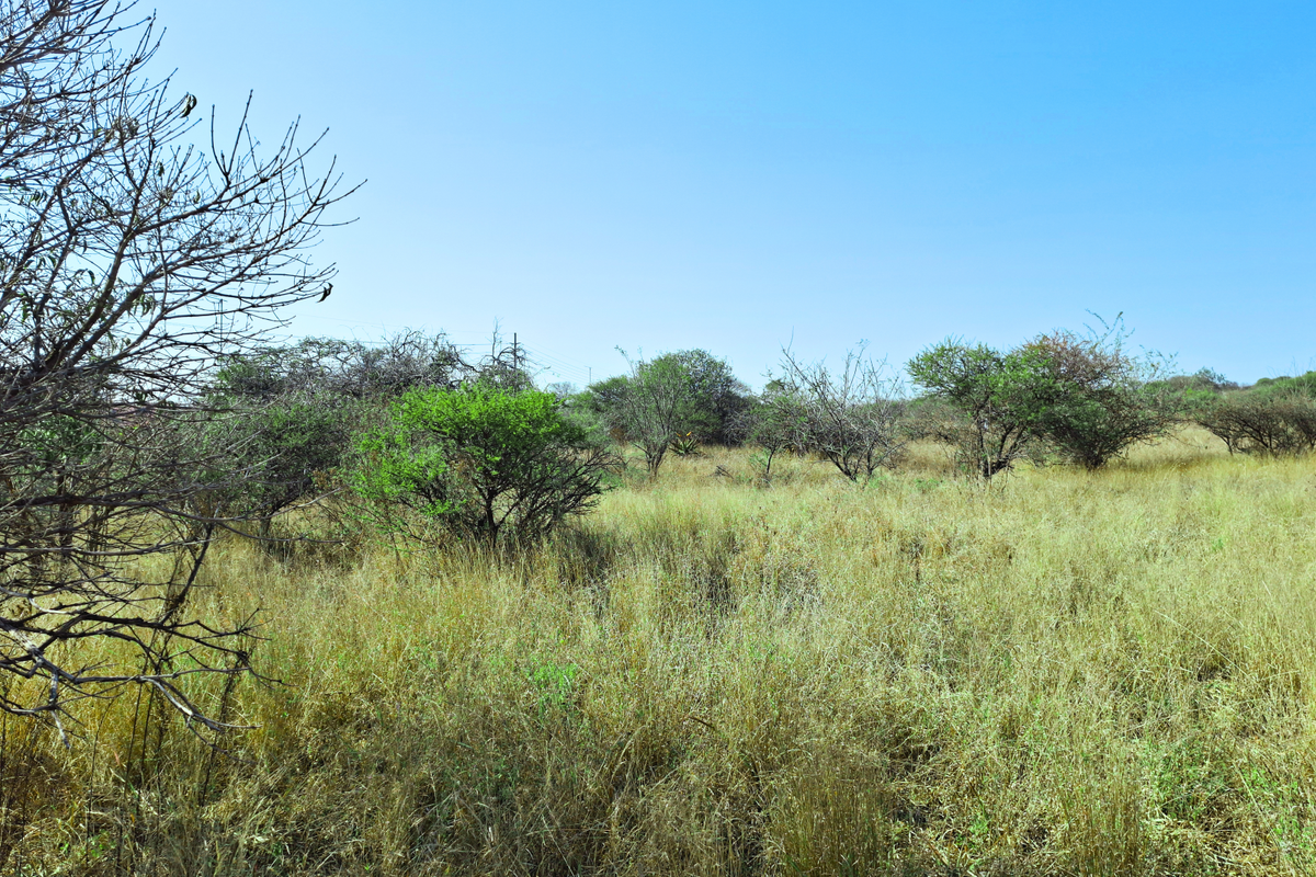 A view of the vacant commercial land featuring natural grassland and scattered native trees under a clear blue sky.