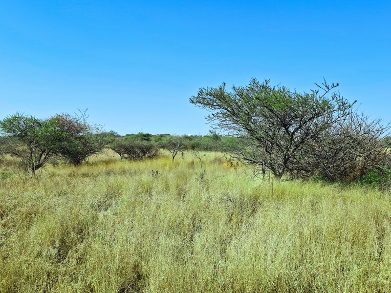 A view of undeveloped vacant land featuring natural grass and scattered indigenous trees under a clear blue sky.