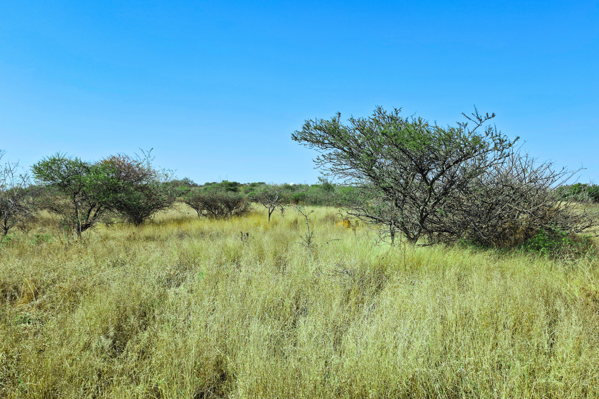 A view of undeveloped vacant land featuring natural grass and scattered indigenous trees under a clear blue sky.