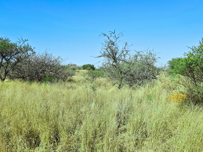 A view of undeveloped vacant land featuring native shrubs and dry grass under a clear blue sky.
