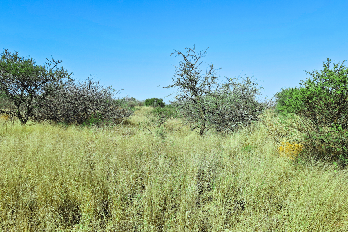 A view of undeveloped vacant land featuring native shrubs and dry grass under a clear blue sky.