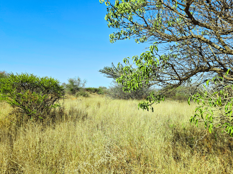 A view of the undeveloped commercial land featuring natural grass and indigenous trees under a clear blue sky.