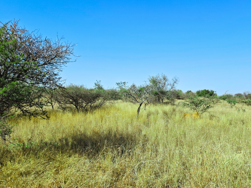 A view of undeveloped vacant land featuring natural grass and scattered indigenous trees under a clear blue sky.
