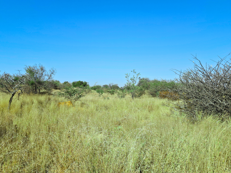An expansive view of undeveloped vacant land featuring natural grassland and native shrubbery under a clear blue sky.