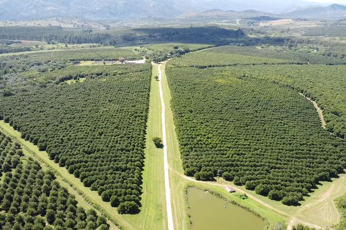 An aerial view of a large-scale farm featuring extensive orchards, a central access road, and a small dam.