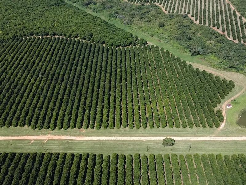 Aerial view of a large, well-maintained agricultural orchard featuring rows of trees, a farm dam, and access roads.