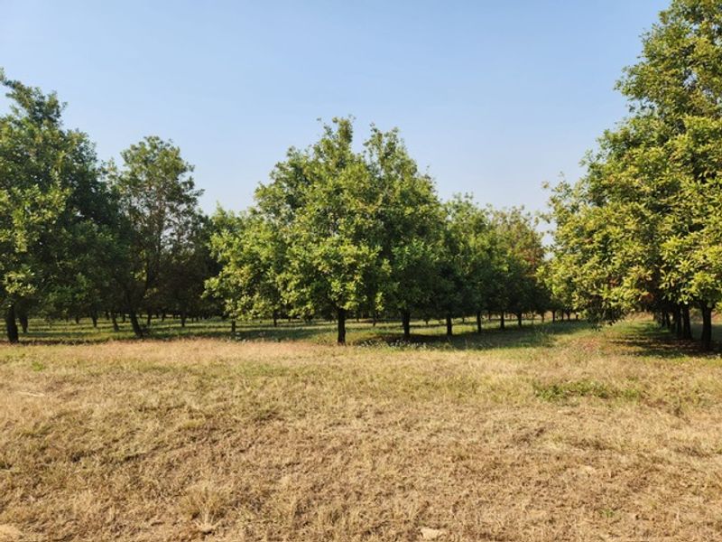 A view of a well-established orchard featuring rows of mature trees set within a rural farm landscape.