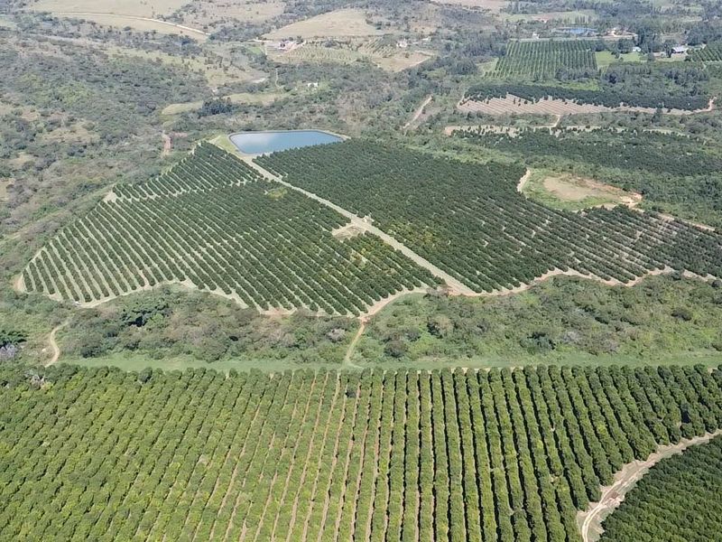 Aerial view of a large-scale farm featuring extensive cultivated orchards and a dedicated irrigation dam.