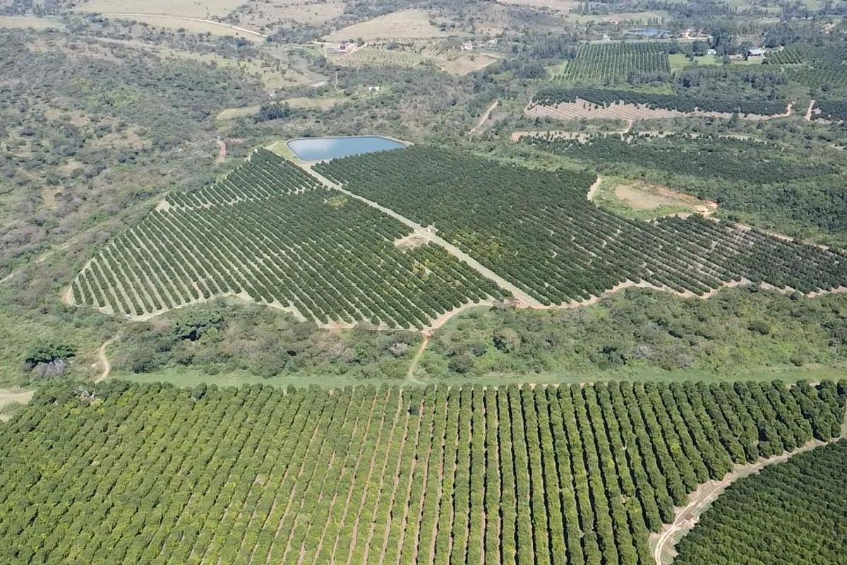 Aerial view of a large-scale farm featuring extensive cultivated orchards and a dedicated irrigation dam.