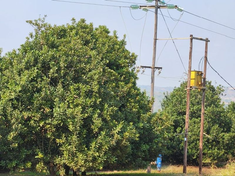 A view of a farm orchard featuring mature fruit trees, an electrical utility pole with a transformer, and an irrigation hydrant.