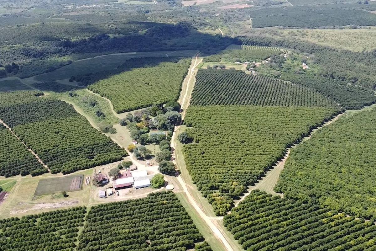 An expansive aerial view of a large-scale farm featuring extensive orchards, agricultural land, and a central cluster of farm buildings and access roads.