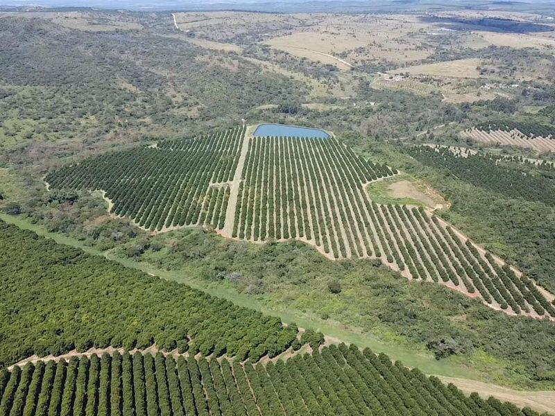 Aerial view of a large farm property featuring extensive cultivated orchards and a dedicated irrigation dam set within a rural landscape.
