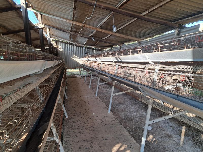 A functional poultry farming utility space featuring rows of metal battery cages under a corrugated roof structure.