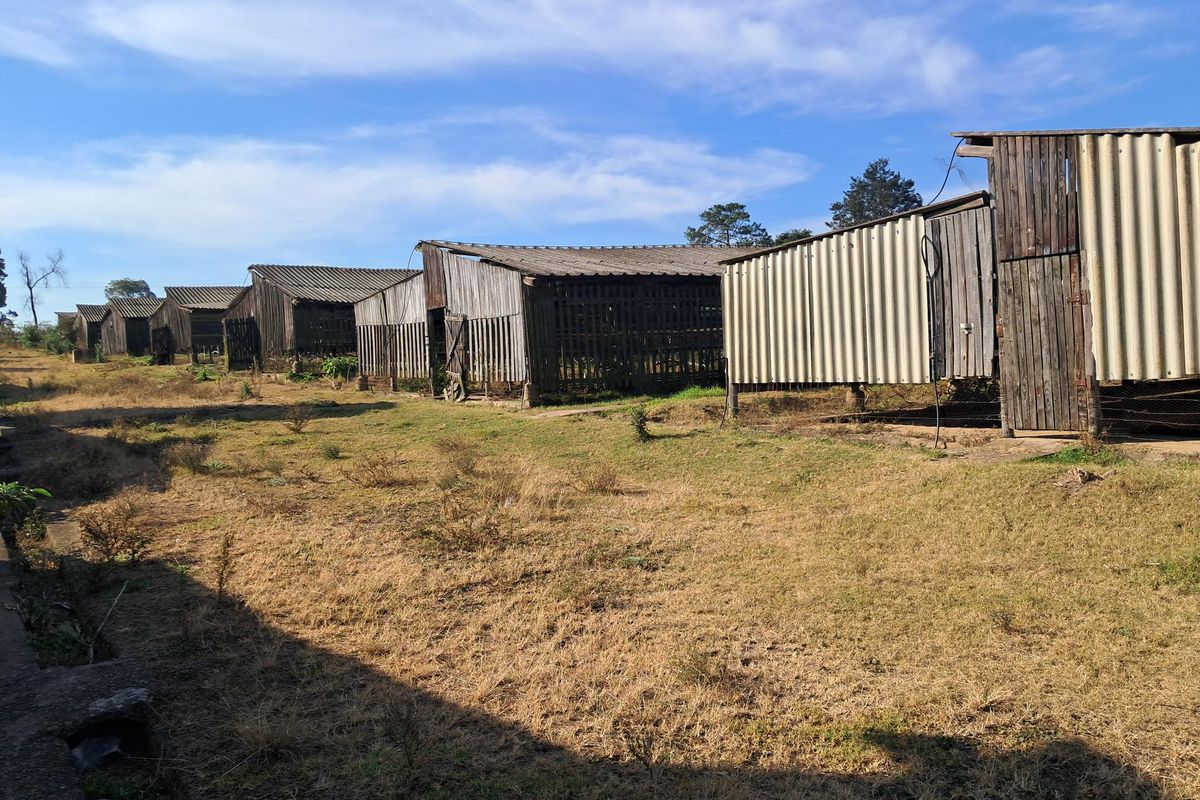 A series of weathered timber farm outbuildings with corrugated roofing, situated on a rural property.