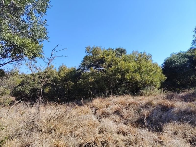 A view of the natural landscape featuring mature trees and dry grass on the farm property.