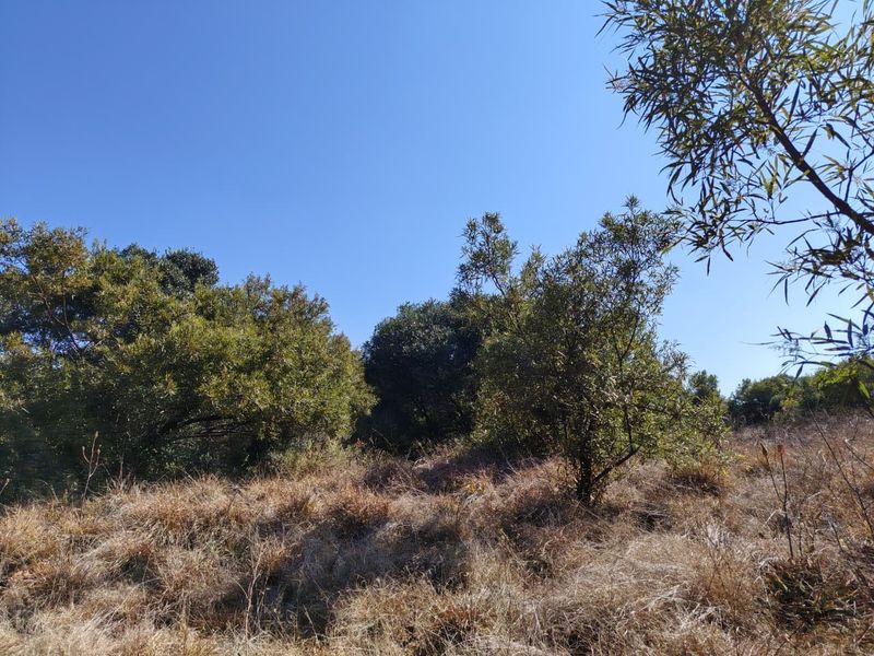 A view of the natural landscape and established trees on the farm property.