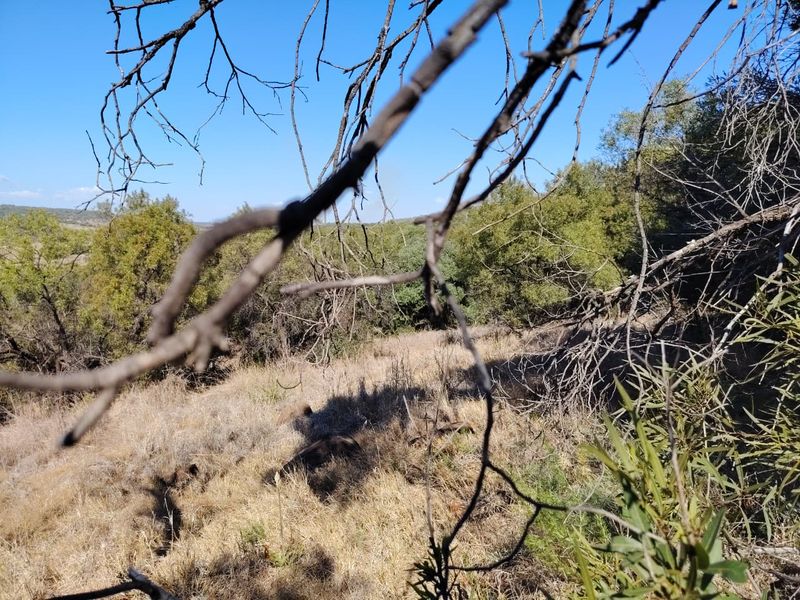 A view of the natural landscape and vegetation on the farm property.