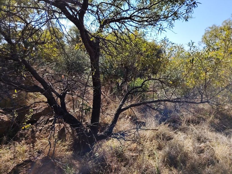 A natural outdoor area featuring mature native trees and rocky terrain, characteristic of the farm's undeveloped landscape.