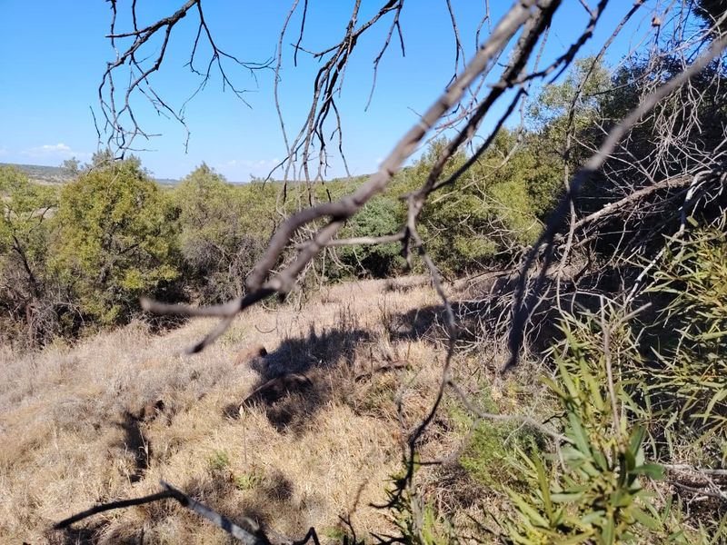 A view of the natural landscape and surrounding vegetation on the farm property.