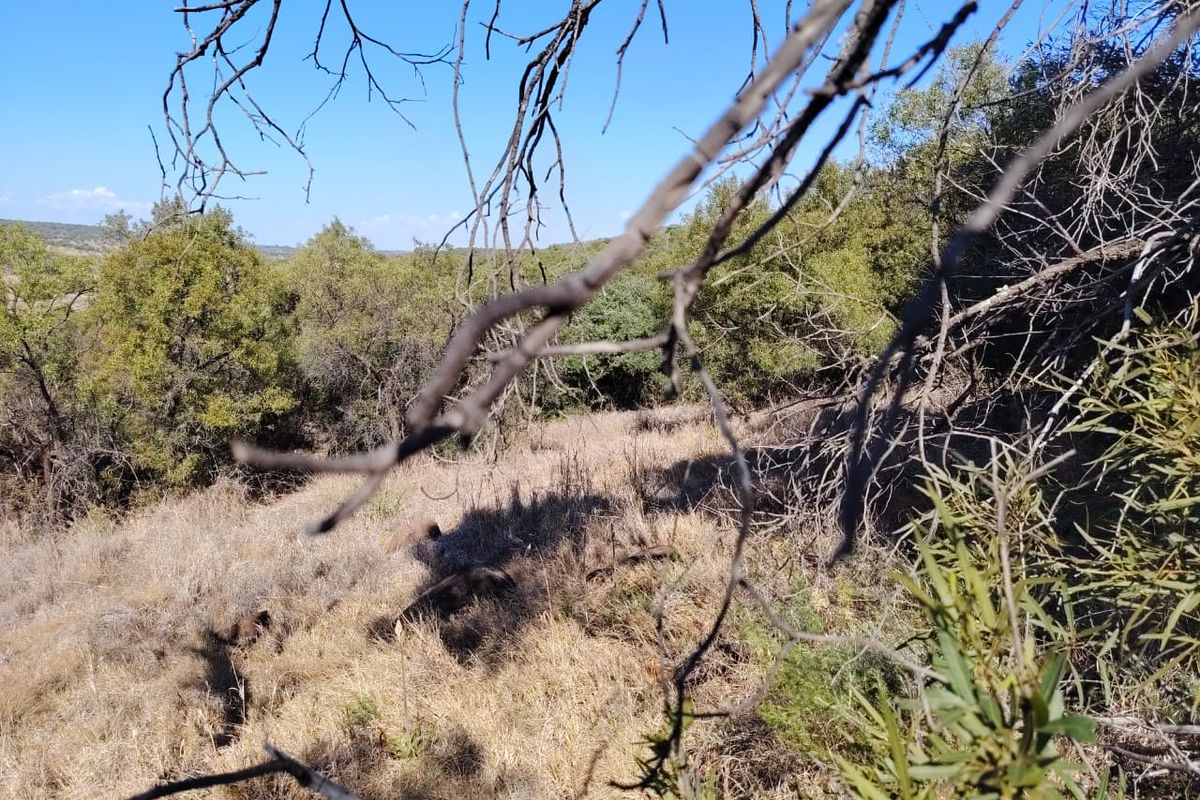 A view of the natural landscape and surrounding vegetation on the farm property.