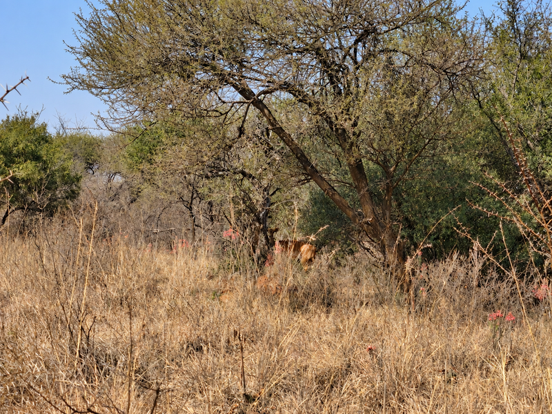 A view of natural bushveld vegetation on the vacant commercial land.