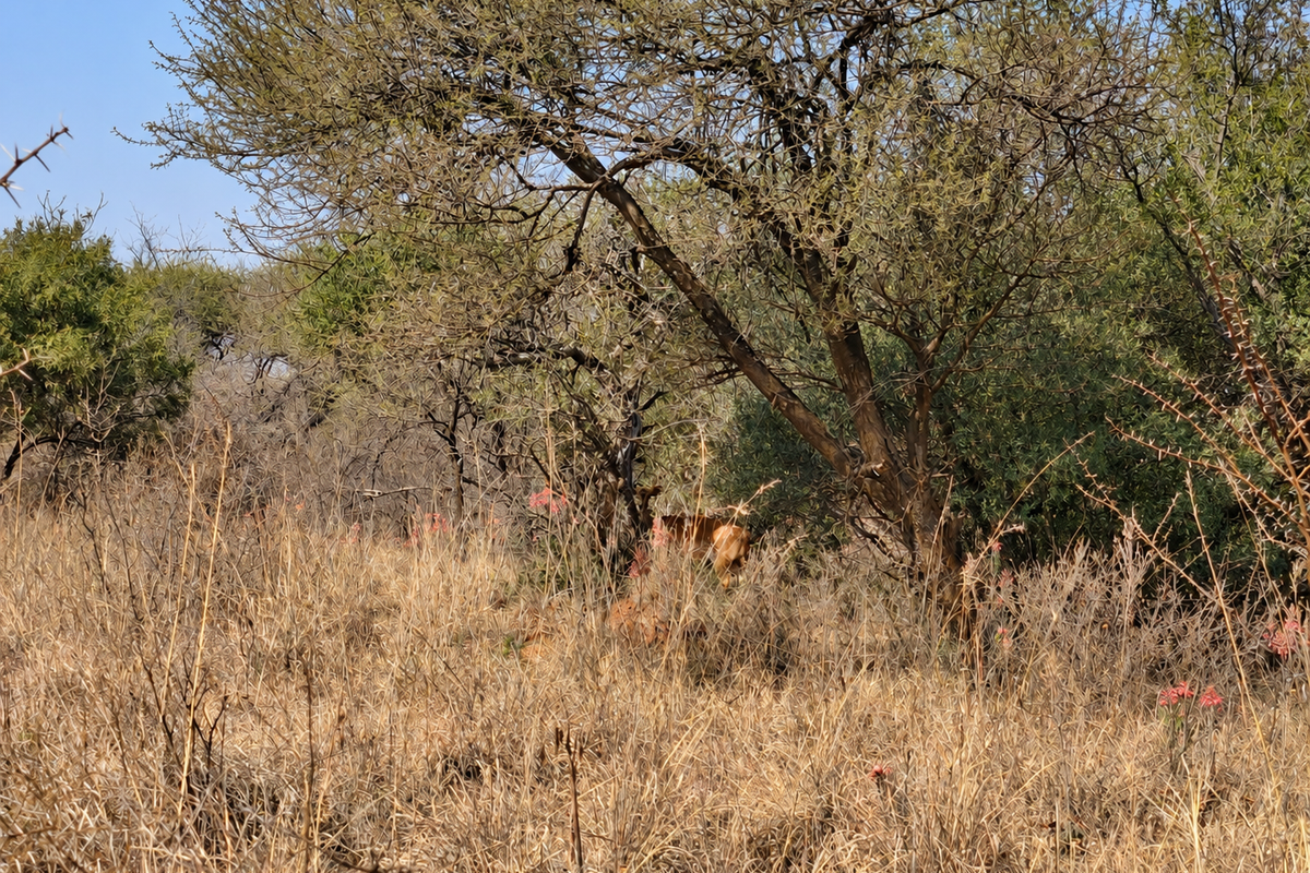 A view of natural bushveld vegetation on the vacant commercial land.
