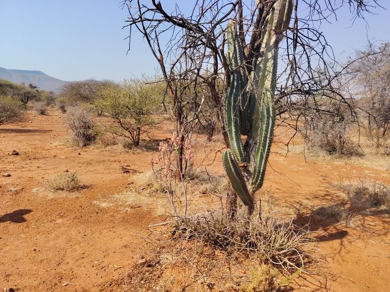 A view of the vacant commercial land featuring natural arid vegetation and native cactus plants on the property.