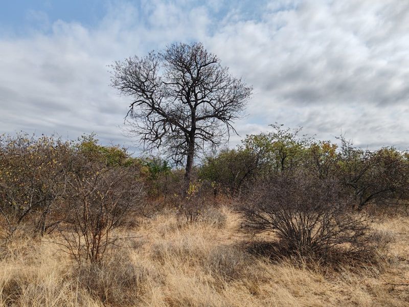 A scenic view of the natural landscape featuring indigenous trees and dry bushveld vegetation typical of the farm environment.