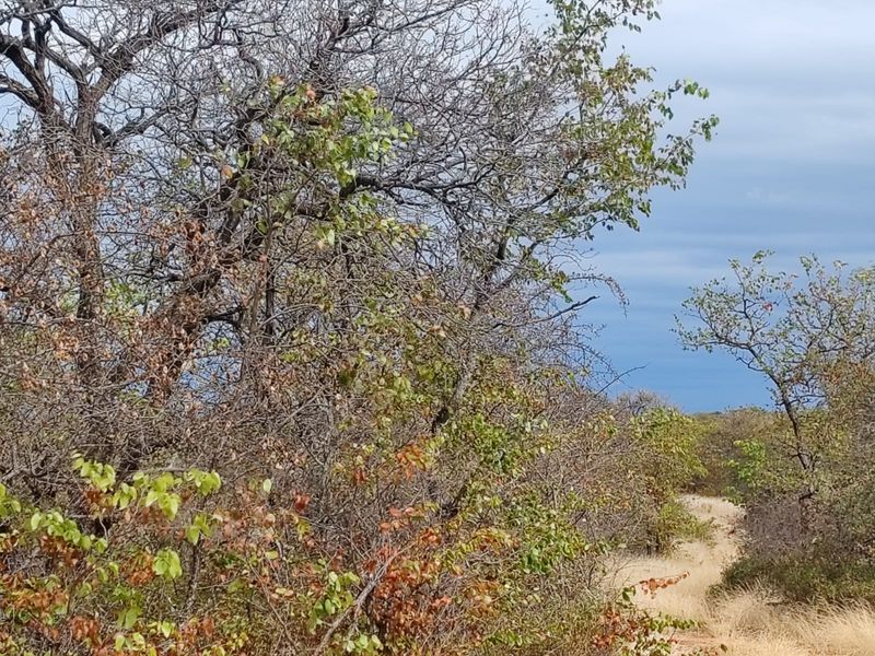 A scenic view of the natural bushveld landscape featuring indigenous trees and dry vegetation typical of the farm property.